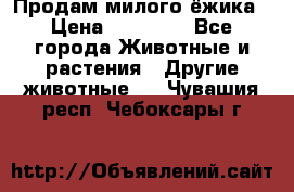 Продам милого ёжика › Цена ­ 10 000 - Все города Животные и растения » Другие животные   . Чувашия респ.,Чебоксары г.